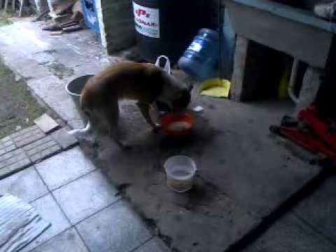 Perro graciso se quema la lengua