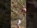 Boomerang Vs Ravvisa ️