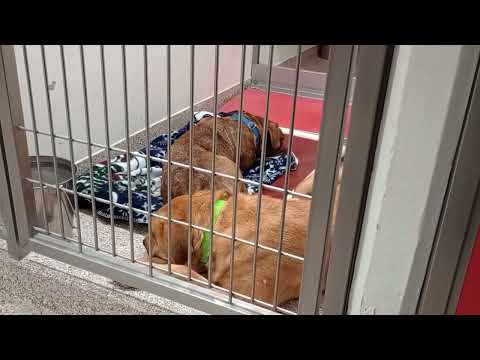 Archer A829516 Fanta A830017 Wolfie A842343 Vesna A843114 Olya A845595 Freya A845648 PACC shelter367