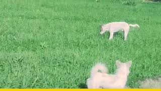 Baby Girl Is Being Raised By Six German Shepherds | The Dodos🥰HJKNN