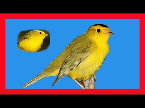 Horárik vŕbový (Cardellina pusilla) — správanie, biotop a hlas