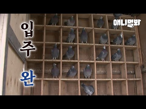 , title : '99동 999호 비둘기들이 모여사는 아파트ㅋㅋㅋㅣDoves That Moved into an Apartment in a Group'