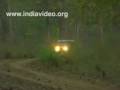 Elephant Chasing Jeep In Vayanad