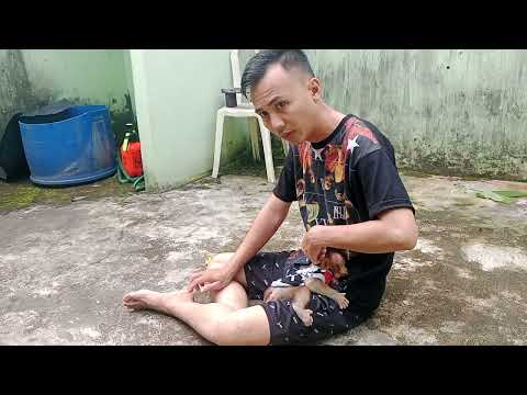 ⏸BERK IS TOO COMFORTABLE ON THIGH UNTIL YOU SLEEP📍