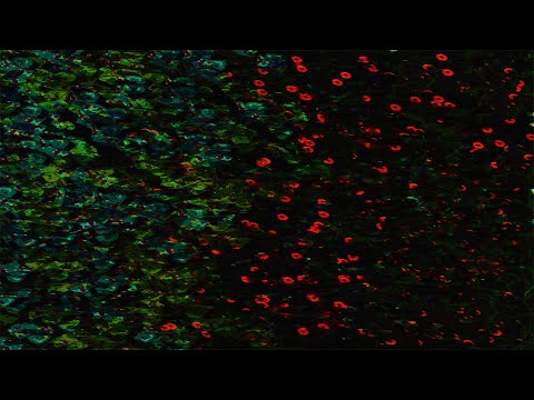 AkZeNT - Ratatata [Official Visualizer]