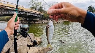 Springtime Fishing for BIG Catfish with Shad