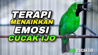 Download lagu CUCAK IJO GACOR TERAPI AMPUH MENAIKKAN EMOSI IJO BAHAN AGAR CEPAT NEMBAK JAMBUL NGENTROK mp3