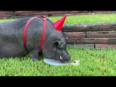 Chorizo is 17 years old today!