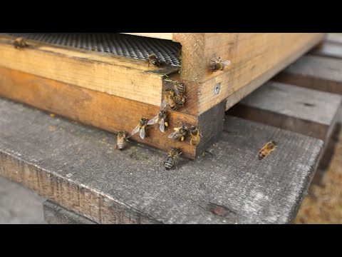 Samhälleskontroll: Svärmlust, Yngelsättning, Skattlåda