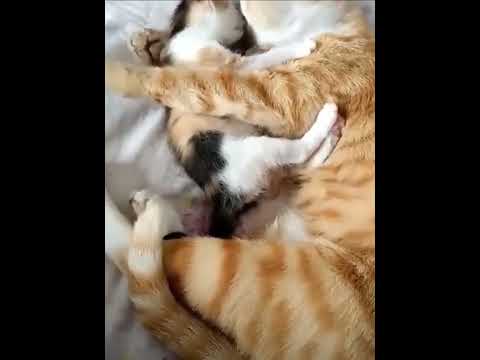 funniest animal videos of 2022 - funny golden retriever dogs and cutest golden puppies  V.18242 #fu