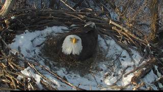 DNR Eagle Habitat Cam