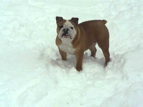 Nasra in the snow 17-12-2010