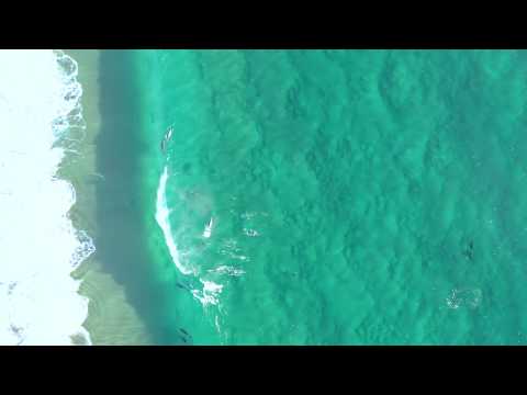 spotting-leopard-sharks-dolphins-and-rays-with-mavic-pro-2