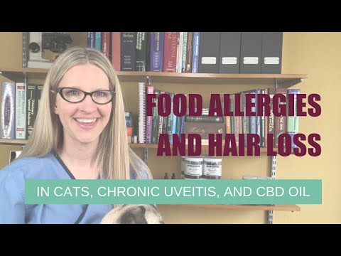 Food Allergies and Hair Loss in Cats, Chronic Uveitis, and CBD Oil | Ask Dr. Angie