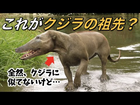 先史時代のクジラは史上最も重い動物だった可能性がある