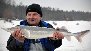 Jesiotry z podwójnej dziury - wędkarstwo podlodowe | Czarna Łańcucka