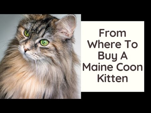From Where To Buy A Maine Coon Kitten