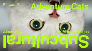 Mailchimp — Into the Whisker-Wild with Kodiak the Travel Cat | Subcultural, from Mailchimp Presents