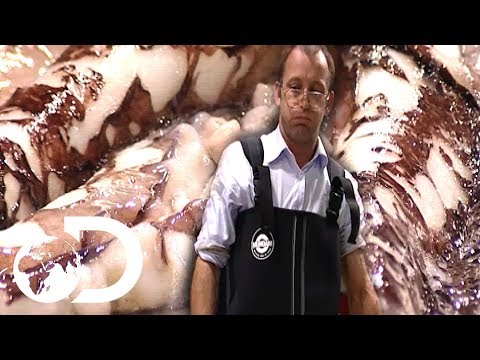 Autopsy Of A Colossal Squid | Colossal Squid