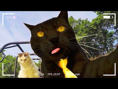 Denis Replaced Sir Meows A Lot смотреть онлайн на Hahlife -