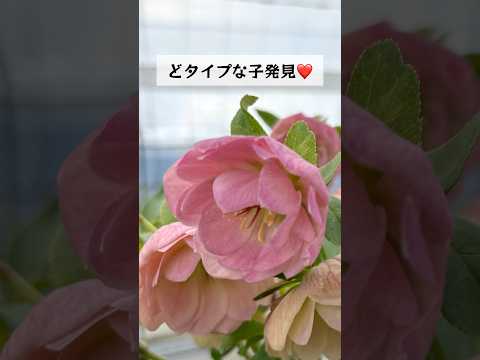 園芸 クリスマスのためのガーデンギフトのアイデア10選