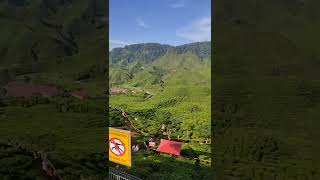 bharat tea @ cameron highland(2)