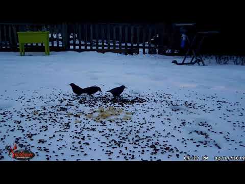 Blue Jays and Starlings eating cat food