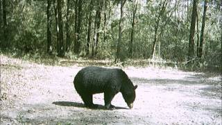 preview picture of video 'Saraland Bear!'