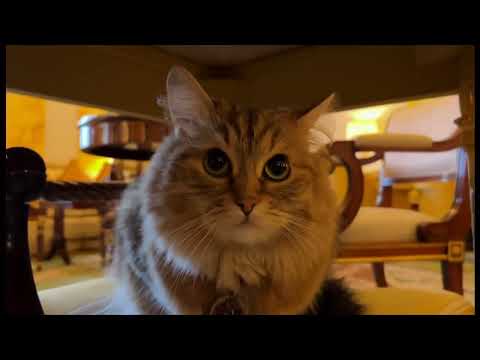 Meet Lilibet, the Lanesborough Hotel's most famous resident (UK) 13/Feb/2024