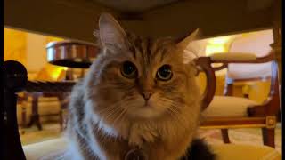 Meet Lilibet, the Lanesborough Hotel's most famous resident (UK) 13/Feb/2024