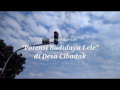 Madu membantu potensi Penis kecil