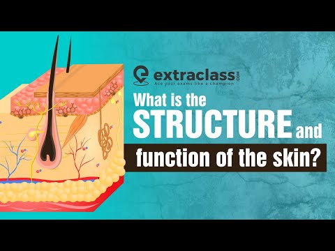 What is the structure and function of the skin? | Biology | Extraclass.com