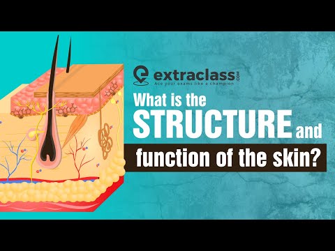 What is the structure and function of the skin | Biology | Extraclass.com