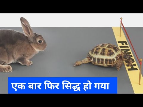 Rabbit and tortoise race / One more time prove that tortoise always win #shorts #race #funnyvideo