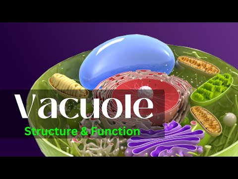 Vacuole, || Vacuole structure and function, || Vacuole class 11