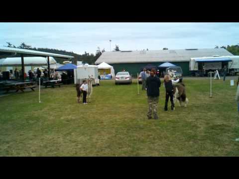 2011 08 13 Fitting and Showing