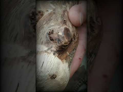 Today in Camp... Raven's Crafting a Cudgel in Honour to The Dagda. pt1