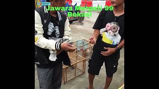 Download lagu Lop Lop Piyik Labil Harga 2jt sampai 5jt #shortvideo #shorts #short #merpati mp3