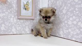 ハーフ犬の動画01