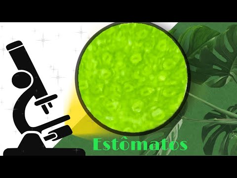 VISUALIZANDO OS ESTÔMATOS ! !