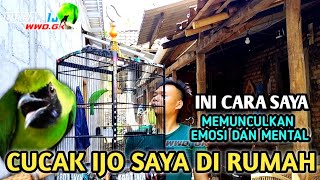 Download lagu THIS IS MY WAY TO BRING OUT THE EMOTIONS AND MENTALITY OF A CUCAK IJO THAT IS ALREADY GACOR mp3 Download lagu THIS IS MY WAY TO BRING OUT THE EMOTIONS AND MENTALITY OF A CUCAK IJO THAT IS ALREADY GACOR mp3
