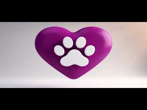 Vídeo de filhotes de border collie 
