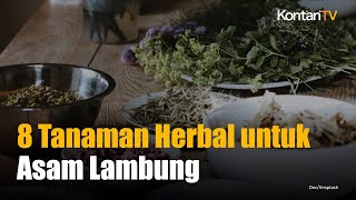 Download lagu 8 Tanaman Herbal Ini Mampu Membuat Asam Lambung Tinggi Kembali Jinak mp3