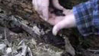 Blue Spotted Salamander