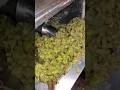 Wine Making Prosess देखिये शराब कैसे बनता है Shorts Shortsfe