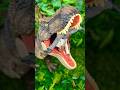T Rex Eating Humans #dinosaurs