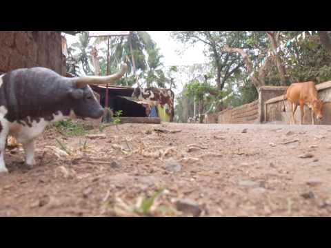 COPY007 - Falling Cows ft Attila Manju - Projections (Video Cut)