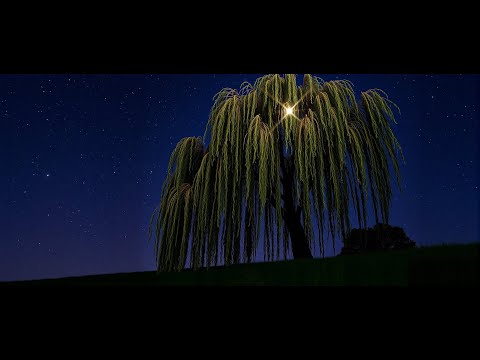 Olympic Hvězda na vrbě (STEREO verze)