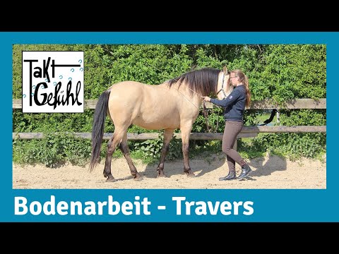 Travers in hand // Lateral movements in ground work