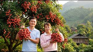 Download lagu Robert & Mai Harvest Ripe Lychees, Sell Them at the Mountain Market, & Cook a Delicious Frog Dinner mp3 Download lagu Robert & Mai Harvest Ripe Lychees, Sell Them at the Mountain Market, & Cook a Delicious Frog Dinner mp3